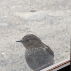 Petroica phoenicea at Mount Buller, VIC - 14 Nov 2019 12:52 PM