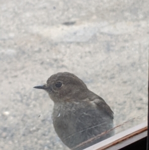 Petroica phoenicea at Mount Buller, VIC - 14 Nov 2019