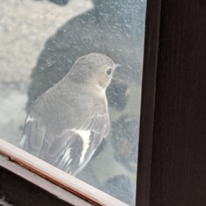 Petroica phoenicea at Mount Buller, VIC - 14 Nov 2019