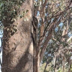 Varanus varius (Lace Monitor) at Cornishtown, VIC - 30 Dec 2019 by Darcy