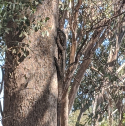 Varanus varius (Lace Monitor) at Cornishtown, VIC - 29 Dec 2019 by Darcy