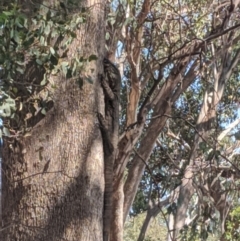 Varanus varius at Cornishtown, VIC - suppressed