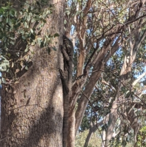 Varanus varius at Cornishtown, VIC - 30 Dec 2019