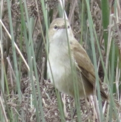 Acrocephalus australis (Australian Reed-Warbler) at Narrabundah, ACT - 27 Aug 2021 by RobParnell