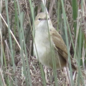 Acrocephalus australis at Narrabundah, ACT - 27 Aug 2021 01:45 PM