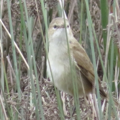 Acrocephalus australis (Australian Reed-Warbler) at Narrabundah, ACT - 27 Aug 2021 by RobParnell