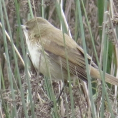 Acrocephalus australis at Narrabundah, ACT - 27 Aug 2021 01:45 PM