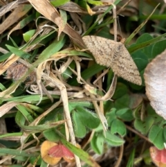 Scopula rubraria (Reddish Wave, Plantain Moth) at Murrumbateman, NSW - 27 Aug 2021 by SimoneC