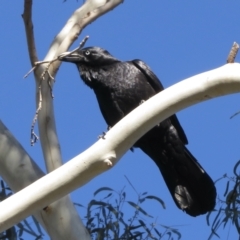 Corvus coronoides (Australian Raven) at Narrabundah, ACT - 25 Aug 2021 by RobParnell