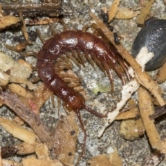 Lithobiomorpha (order) (Unidentified stone centipede) at Higgins, ACT - 26 Aug 2021 by AlisonMilton