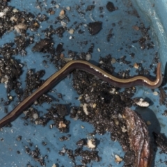 Caenoplana bicolor at Higgins, ACT - 26 Aug 2021