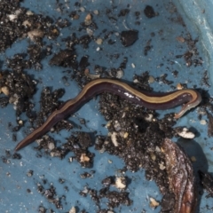 Caenoplana bicolor at Higgins, ACT - 26 Aug 2021