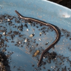 Caenoplana bicolor at Higgins, ACT - 26 Aug 2021