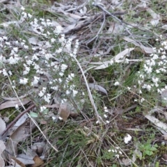 Cryptandra amara (Bitter Cryptandra) at Mount Mugga Mugga - 21 Aug 2021 by RobParnell