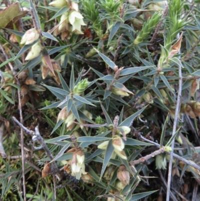 Melichrus urceolatus (Urn Heath) at Mount Mugga Mugga - 21 Aug 2021 by RobParnell