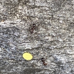 Papyrius sp. (genus) at Macarthur, ACT - 22 Aug 2021