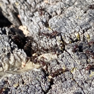 Papyrius sp. (genus) at Macarthur, ACT - suppressed