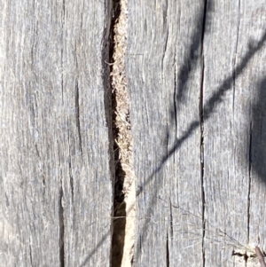 Papyrius sp. (genus) at Macarthur, ACT - suppressed