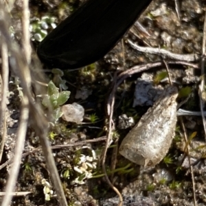 Papyrius sp. (genus) at Macarthur, ACT - suppressed