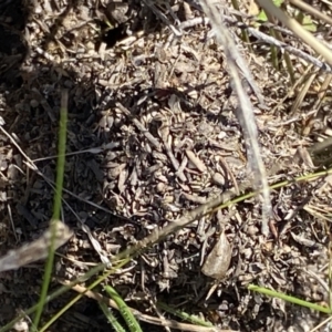 Papyrius sp. (genus) at Macarthur, ACT - suppressed