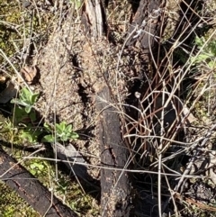 Papyrius sp. (genus) at Macarthur, ACT - suppressed