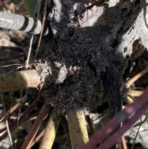 Papyrius sp. (genus) at Macarthur, ACT - suppressed