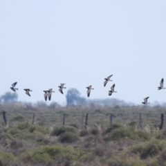 Vanellus tricolor (Banded Lapwing) at Wanganella, NSW - 2 Apr 2021 by Liam.m