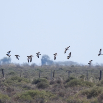 Vanellus tricolor (Banded Lapwing) at Wanganella, NSW - 2 Apr 2021 by Liam.m