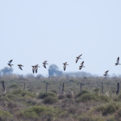 Vanellus tricolor (Banded Lapwing) at Wanganella, NSW - 2 Apr 2021 by Liam.m