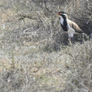 Vanellus tricolor at Wanganella, NSW - suppressed