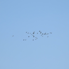 Vanellus tricolor at Wanganella, NSW - suppressed