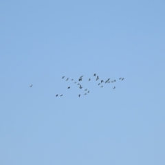 Vanellus tricolor at Wanganella, NSW - suppressed