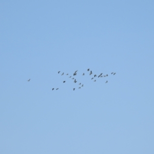 Vanellus tricolor at Wanganella, NSW - 2 Apr 2021