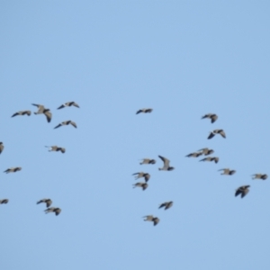 Vanellus tricolor at Wanganella, NSW - suppressed