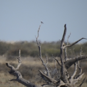 Epthianura albifrons at Wanganella, NSW - 2 Apr 2021