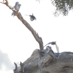 Artamus cinereus at Wanganella, NSW - suppressed