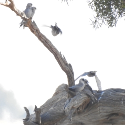 Artamus cinereus (Black-faced Woodswallow) at Wanganella, NSW - 2 Apr 2021 by Liam.m