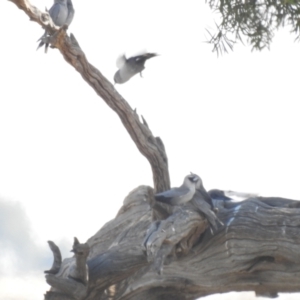 Artamus cinereus at Wanganella, NSW - suppressed