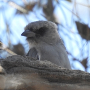 Artamus cinereus at Wanganella, NSW - suppressed