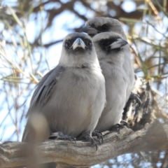 Artamus cinereus at Wanganella, NSW - suppressed