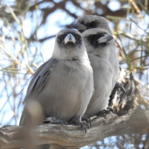 Artamus cinereus at Wanganella, NSW - suppressed