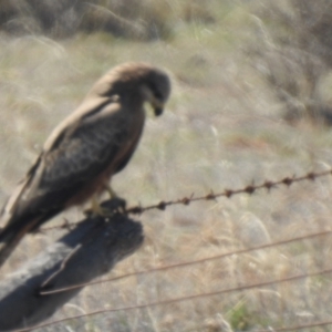 Milvus migrans at Wanganella, NSW - 2 Apr 2021