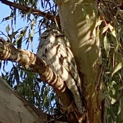 Podargus strigoides (Tawny Frogmouth) at Hughes, ACT - 21 Aug 2021 by ruthkerruish