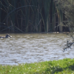 Malacorhynchus membranaceus at Wanganella, NSW - 2 Apr 2021