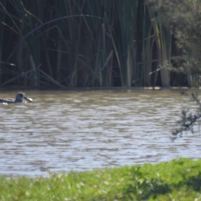 Malacorhynchus membranaceus (Pink-eared Duck) at Wanganella, NSW - 2 Apr 2021 by Liam.m