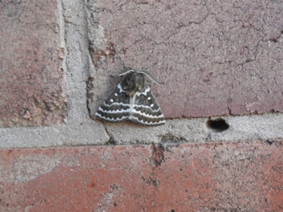 Unidentified Moth (Lepidoptera) (TBC) at Wanganella, NSW - 2 Apr 2021 by Liam.m