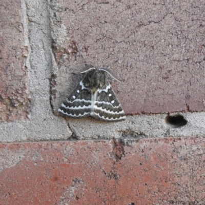 Unidentified Moth (Lepidoptera) at Wanganella, NSW - 2 Apr 2021 by Liam.m