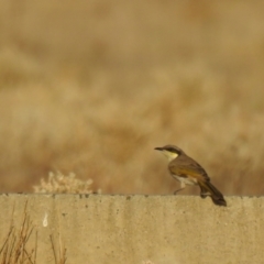 Gavicalis virescens (Singing Honeyeater) at Wanganella, NSW - 2 Apr 2021 by Liam.m