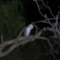 Tyto alba (Barn Owl) at Wanganella, NSW - 2 Apr 2021 by Liam.m