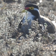 Vanellus tricolor (Banded Lapwing) at Wanganella, NSW - 2 Apr 2021 by Liam.m